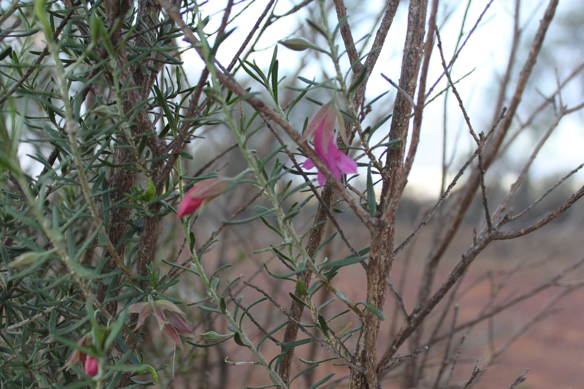 Eremophila latrobei subsp. latrobei的圖片