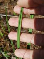 Image of southern waxy sedge