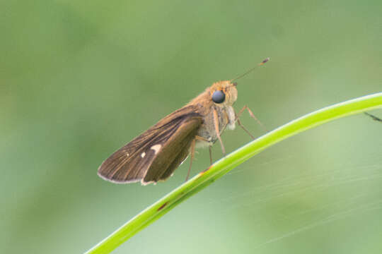 Image of Long-windged Skipper