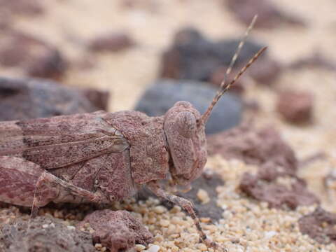 Image of Sphingonotus (Neosphingonotus) pachecoi (Bolívar & I. 1908)