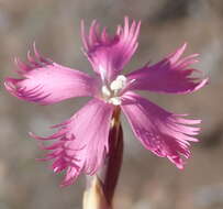 Dianthus bolusii Burtt Davy的圖片