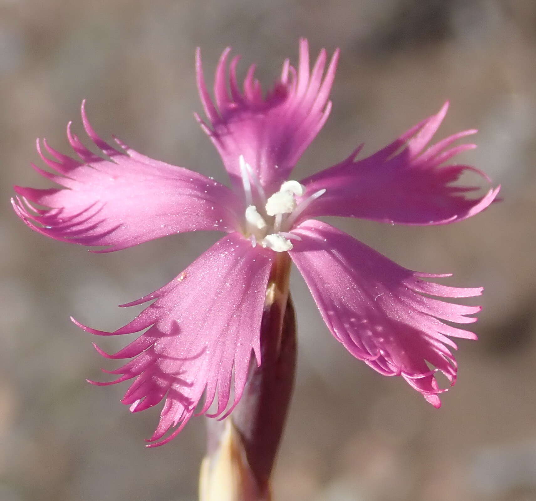 Image of Dianthus bolusii Burtt Davy