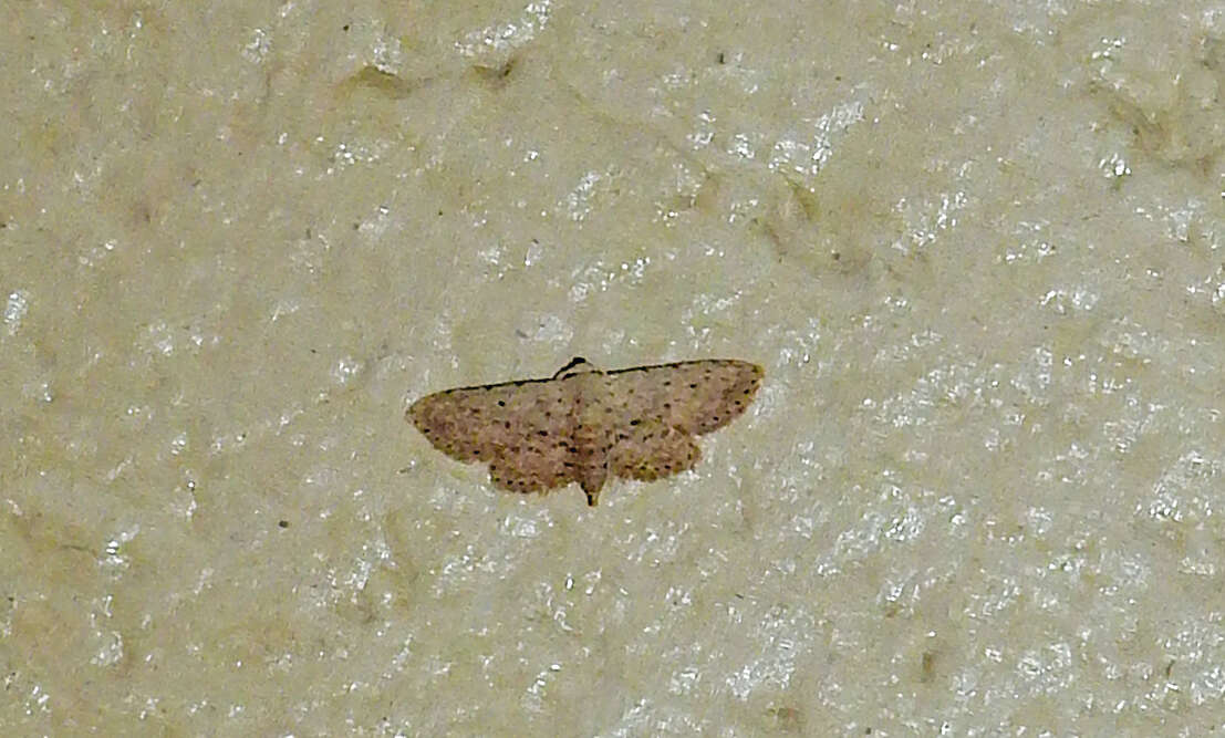 Image of Stippled Sigela Moth