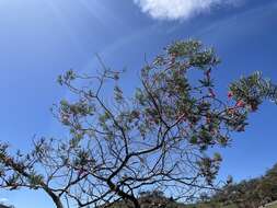 Imagem de Eremophila alternifolia R. Br.