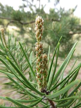 Image of jack pine