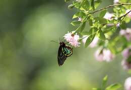 Слика од Ornithoptera richmondia (Gray (1853))