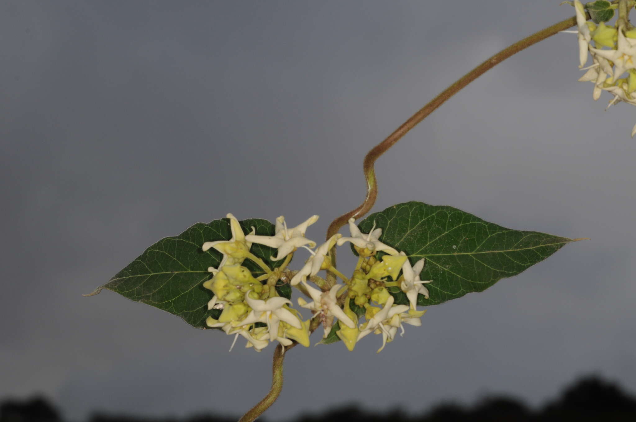 صورة Philibertia latiflora (Griseb.) Goyder