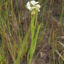 Image of Disa longifolia Lindl.