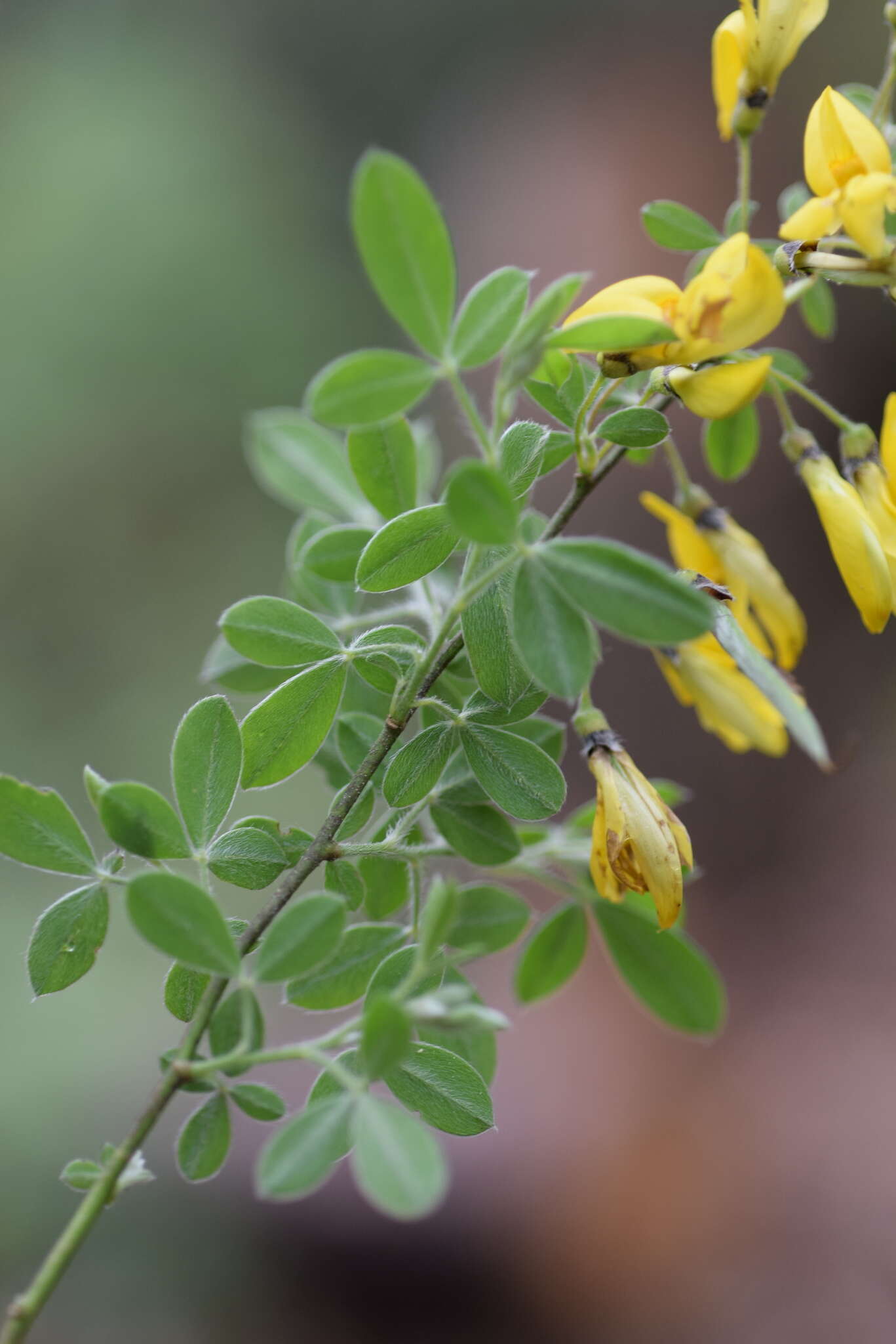 Image of Hairy Broom