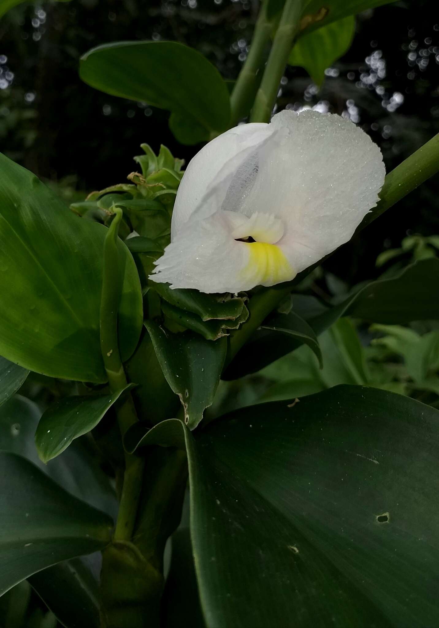 Image of Costus arabicus L.