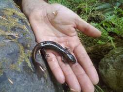 Image of Cope's Giant Salamander