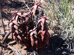 Aloe pearsonii Schönland resmi