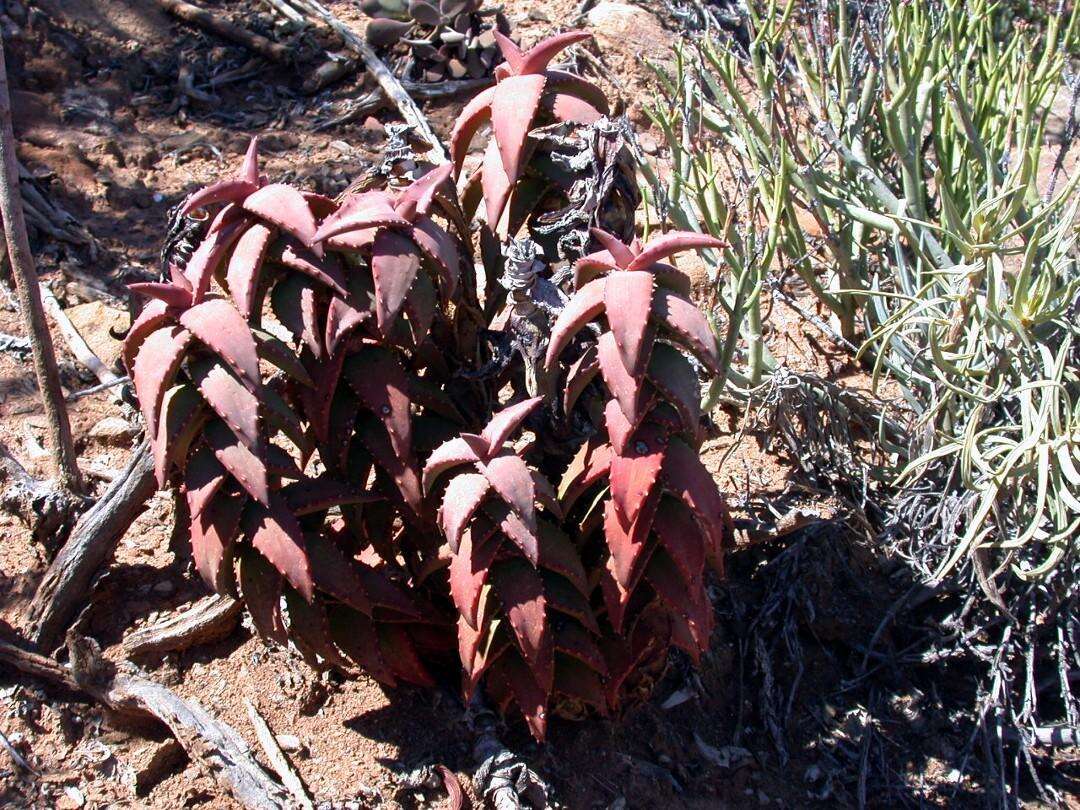 Image of Pearson's Aloe