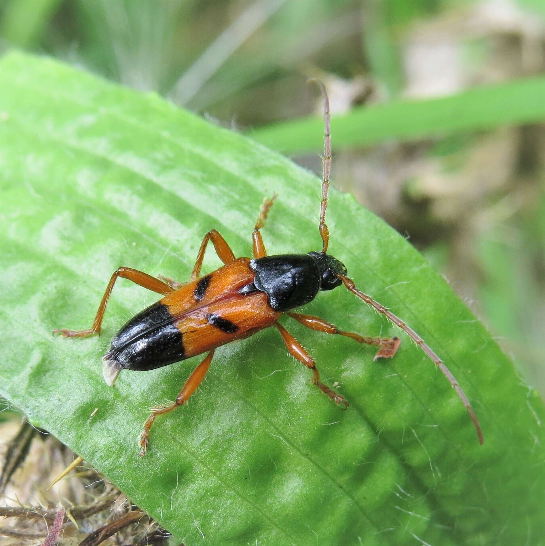 Image of Anastetha raripila Pascoe 1866