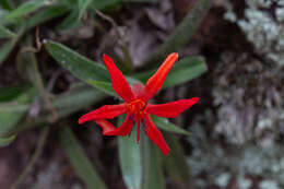 Image of Barbacenia tomentosa Mart.