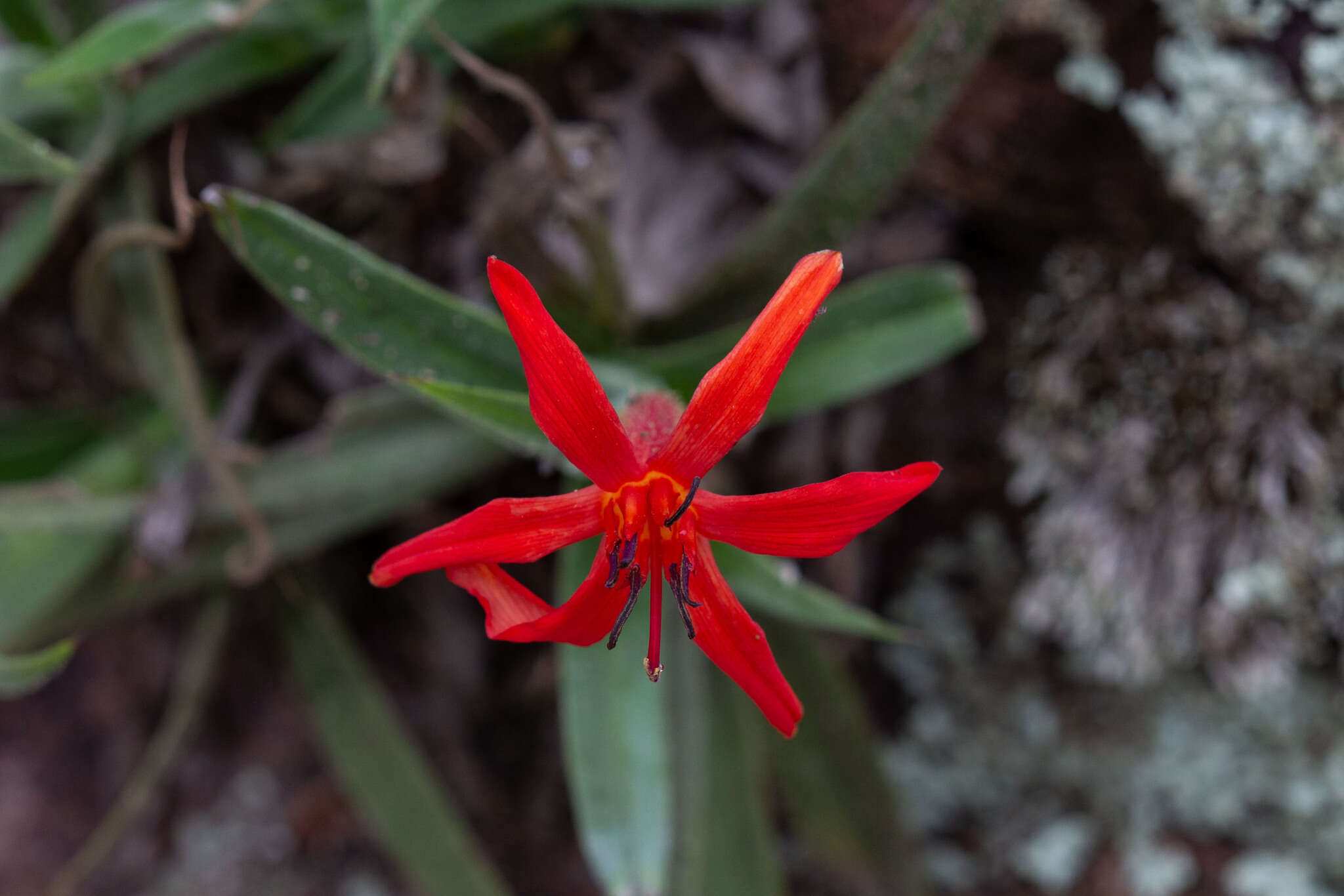 Image of Barbacenia tomentosa Mart.