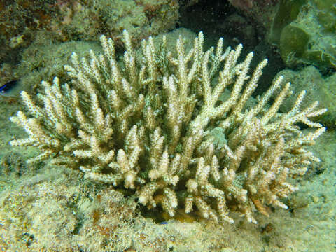 Imagem de Acropora selago (Studer 1879)