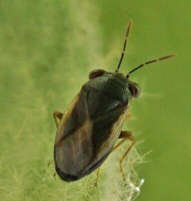 Image of <i>Geocoris uliginosus</i>