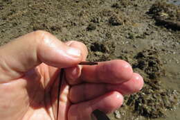 Image of Booth's pipefish