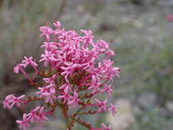 Image of Centranthus lecoqii Jordan