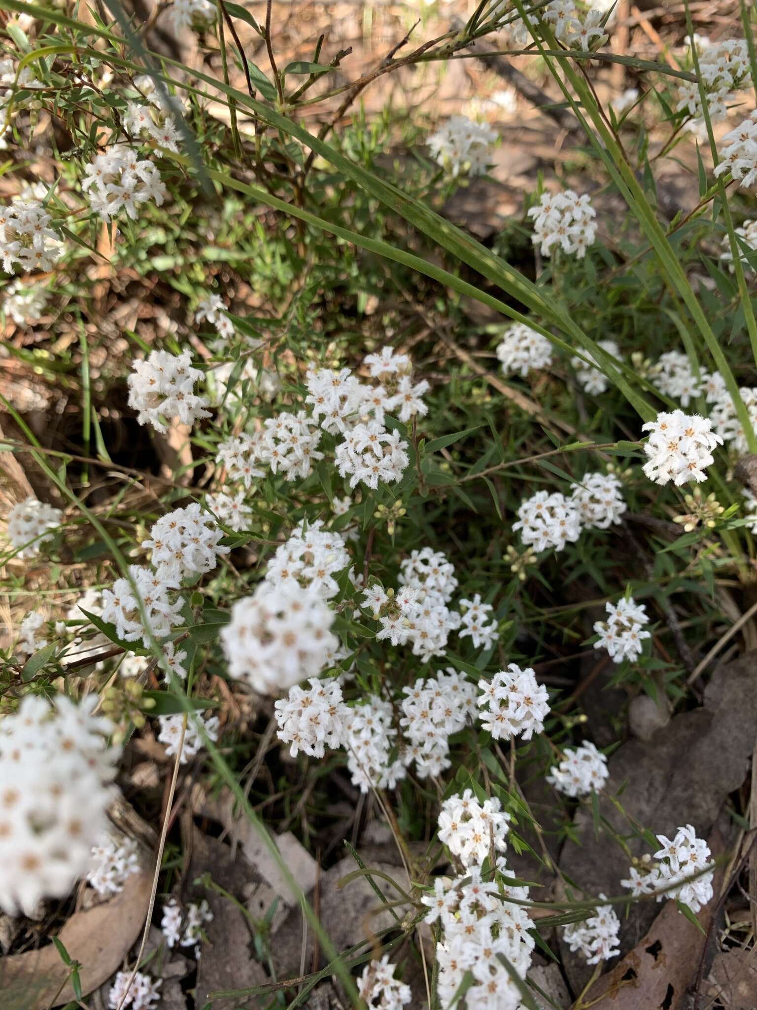 Image of Leucopogon virgatus var. virgatus