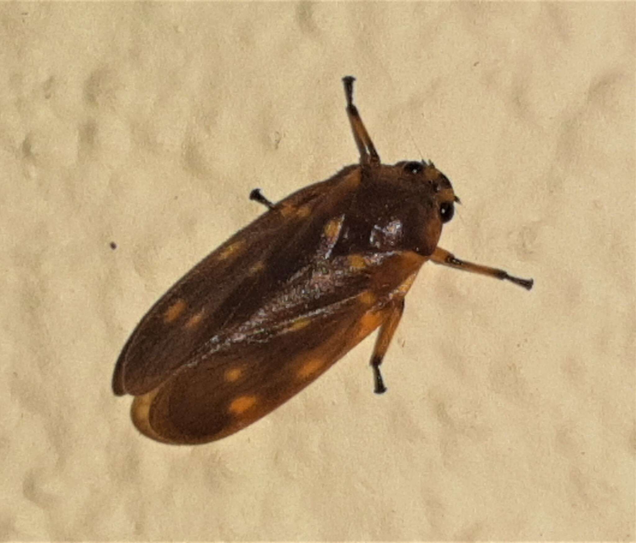 Слика од Ocoaxo septemnotatus (Distant 1878)