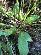 Sivun Solidago brachyphylla Chapman ex Torr. & A. Gray kuva