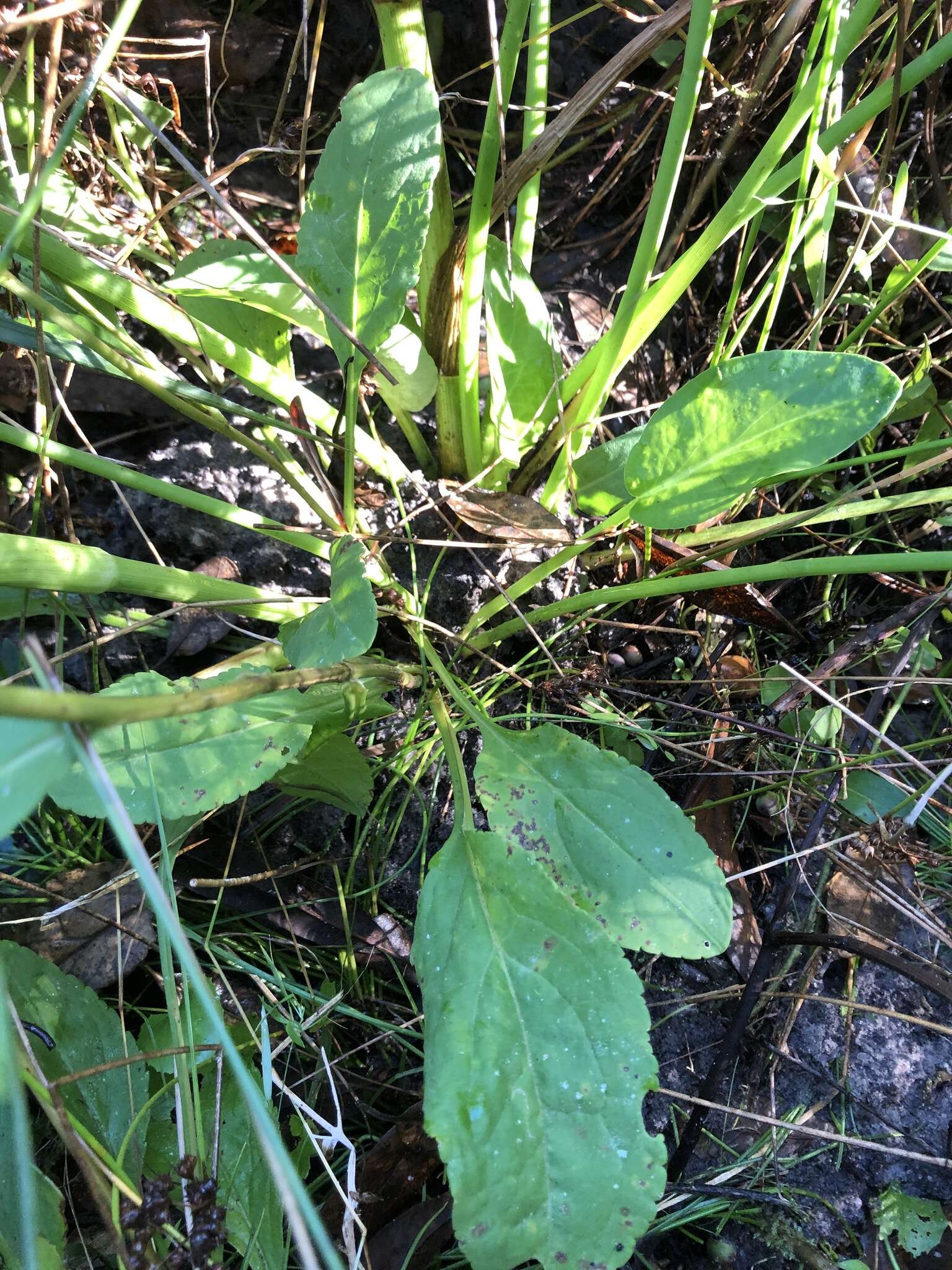 Sivun Solidago brachyphylla Chapman ex Torr. & A. Gray kuva