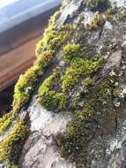 Image of orthotrichum moss