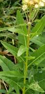 Image of false Indian plantain