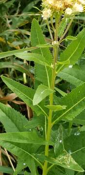 Image of false Indian plantain