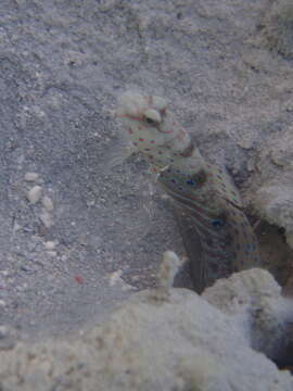 Image of Harlequin prawn-goby