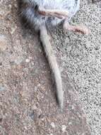 Image of bicoloured white-toothed shrew, bicoloured shrew