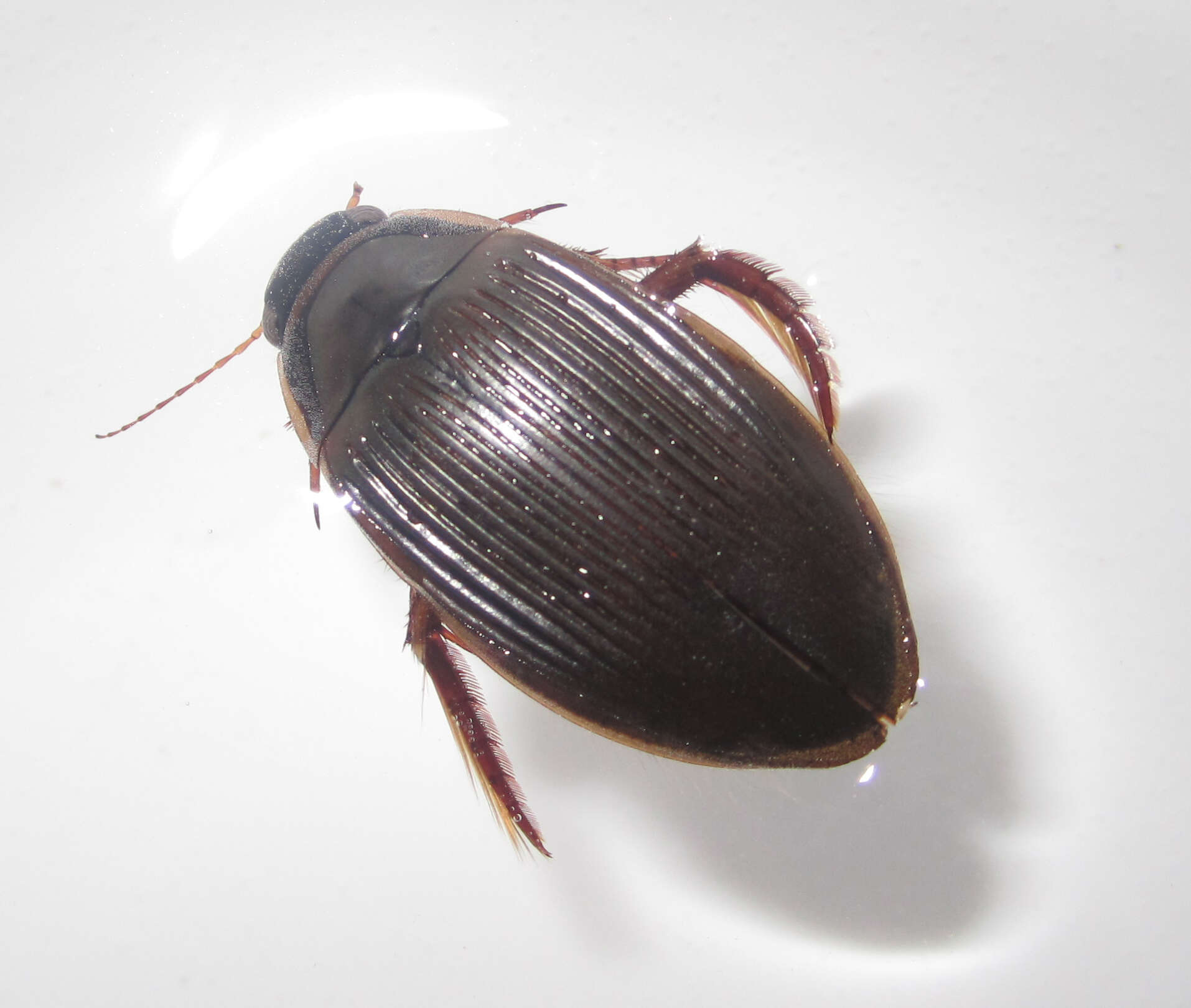 Image of Understriped Diving Beetle