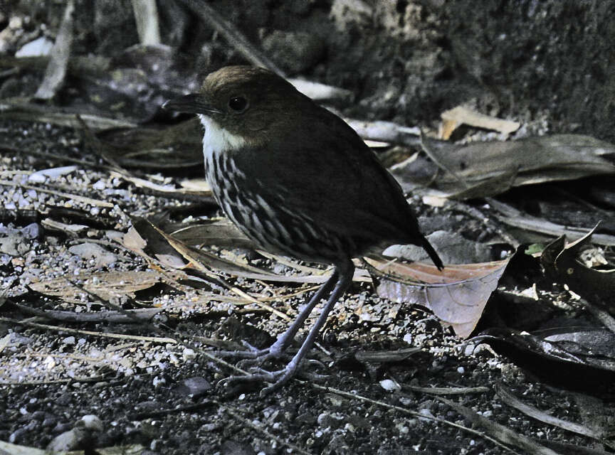 Image of Chestnut-crowned Antpitta