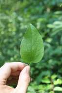 Imagem de Clematis reticulata Walt.