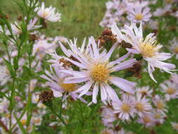 Image of Symphyotrichum versicolor (Willd.) G. L. Nesom