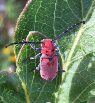 Sivun Tetraopes quinquemaculatus Haldeman 1847 kuva