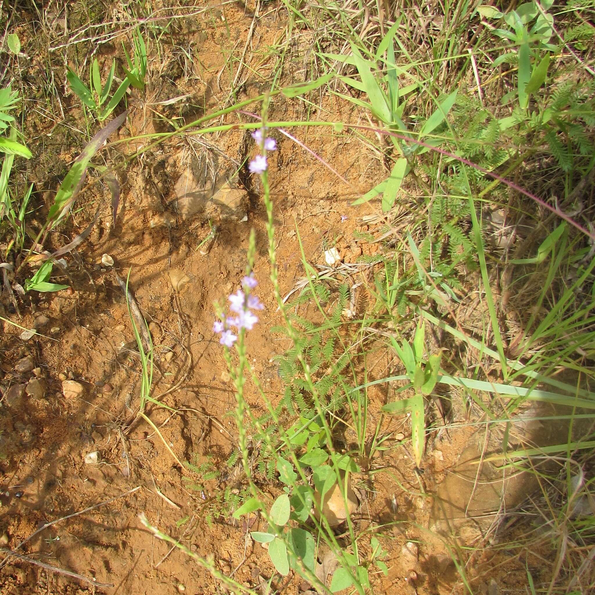 Image of Texas vervain