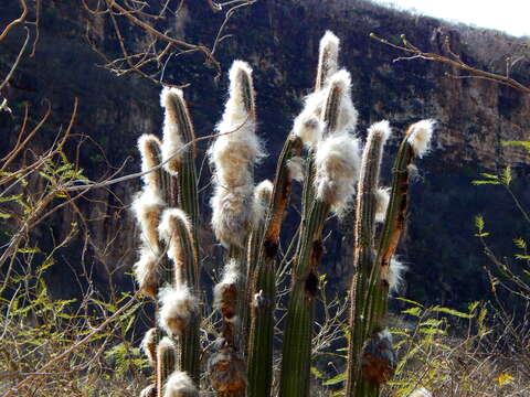 Image of Pilosocereus alensis (F. A. C. Weber ex Rol.-Goss.) Byles & G. D. Rowley