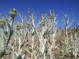 Image of Cotton Thistle