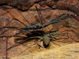 Image of Heterophrynus longicornis (Butler 1873)