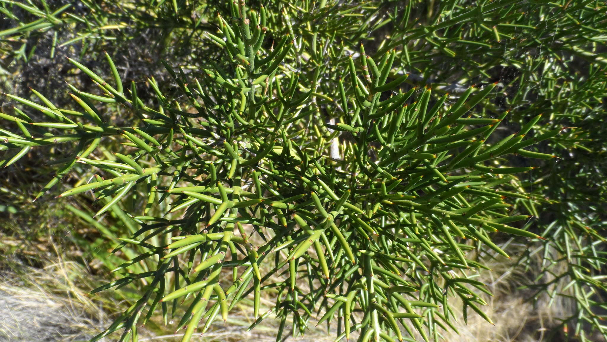 Image of Colletia hystrix Clos