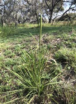 Plancia ëd Alloteropsis semialata (R. Br.) Hitchc.