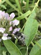 Image of Anthophora alluaudi Pérez 1902