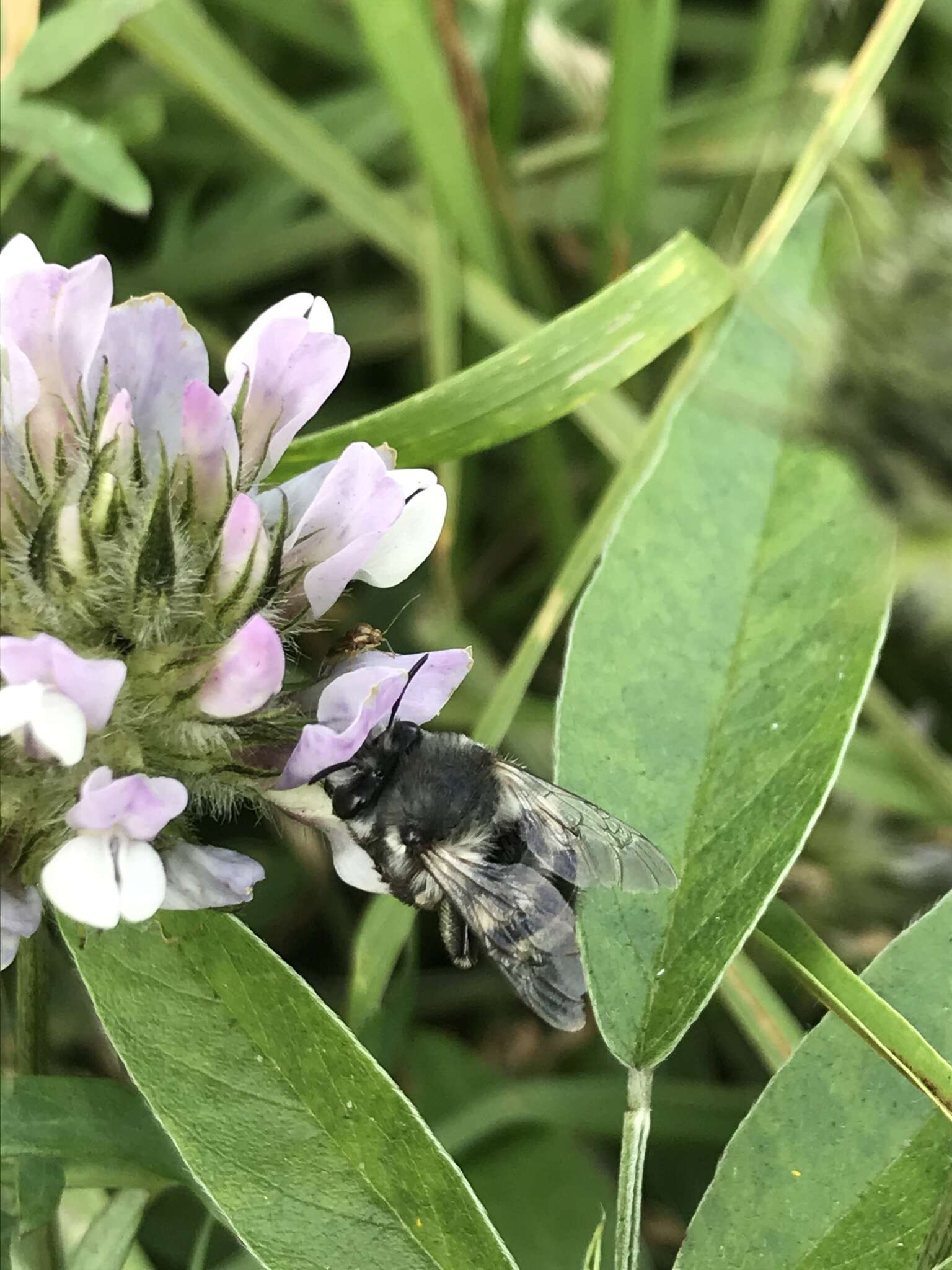 صورة Anthophora alluaudi Pérez 1902