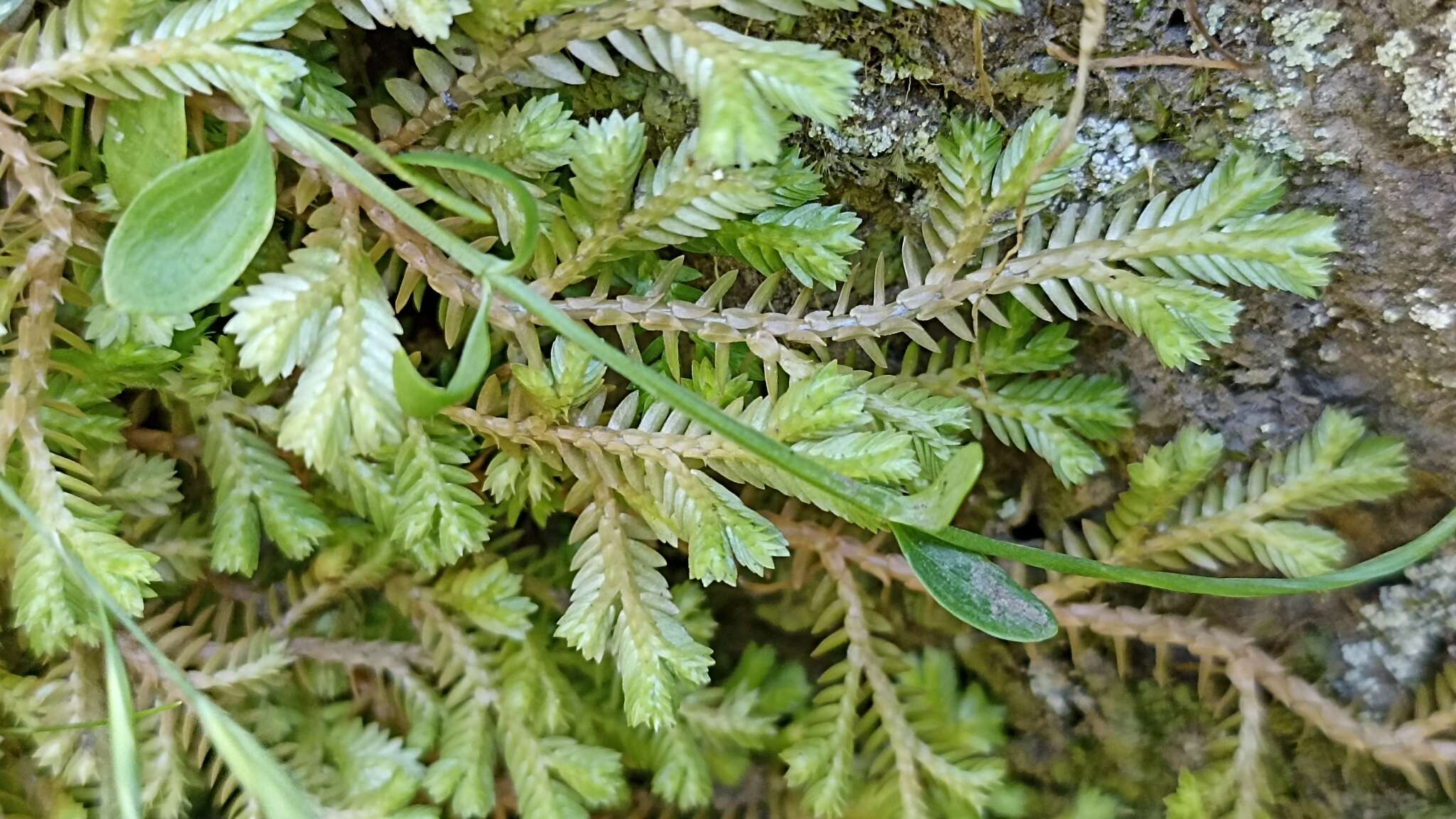 Image of Centaurium scilloides (L. fil.) Samp.