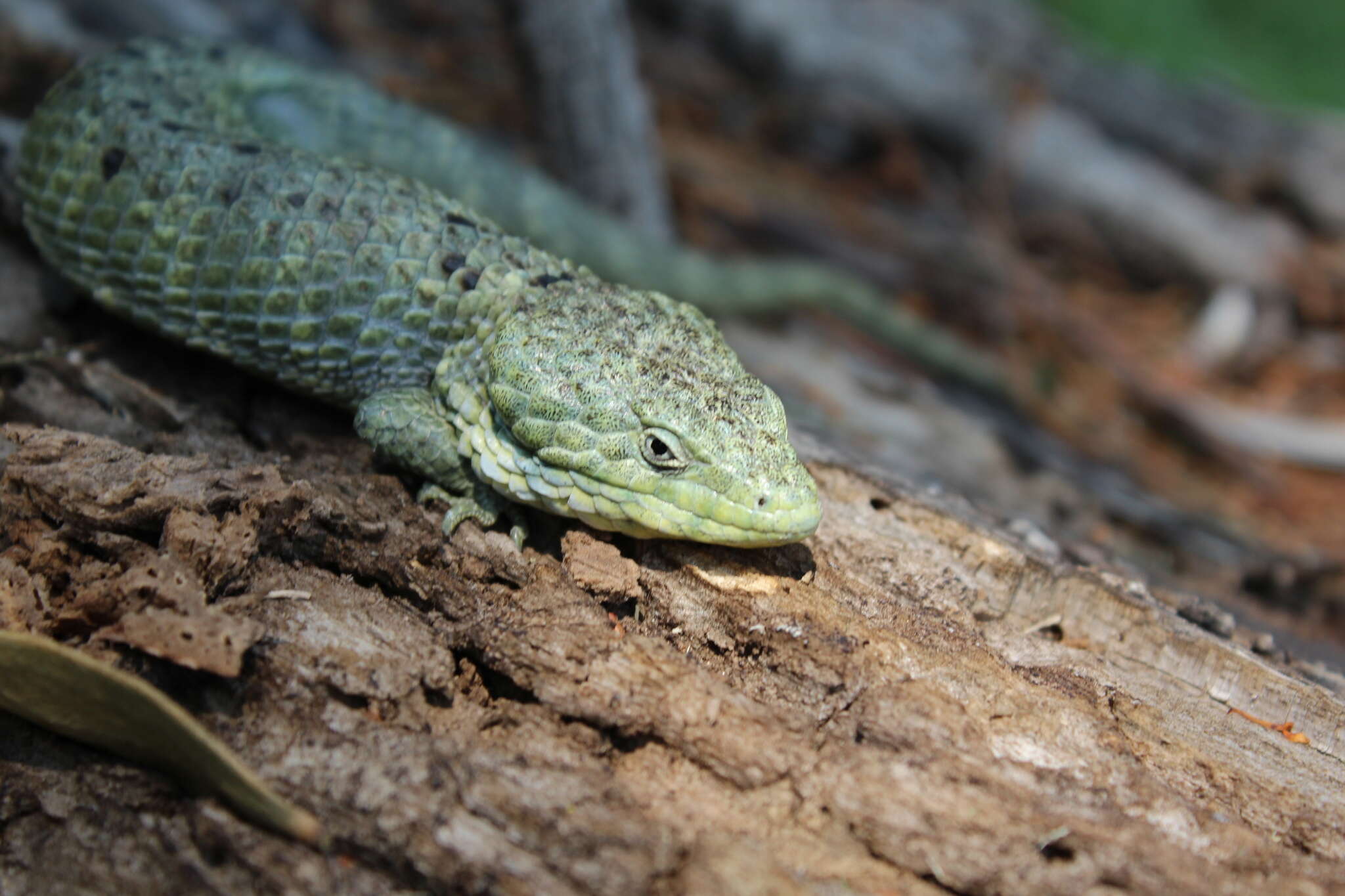 Image of Mixtecan Arboreal Alligator Lizard