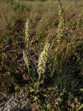 Слика од Echiostachys incanus (Thunb.) Levyns