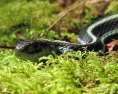 Image of Thamnophis sirtalis pickeringii (Baird & Girard 1853)